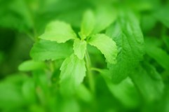 Stevia